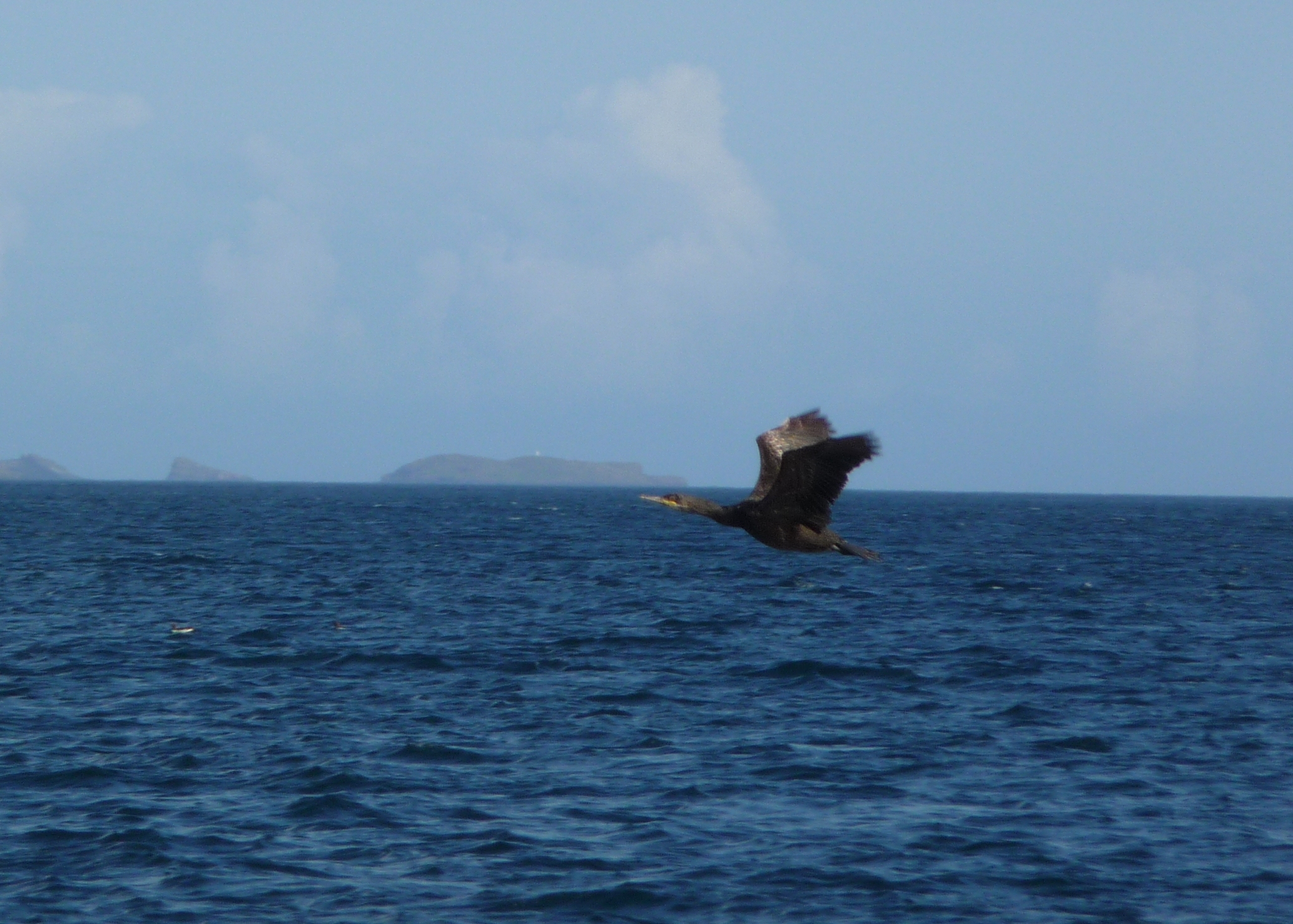 Cormorant