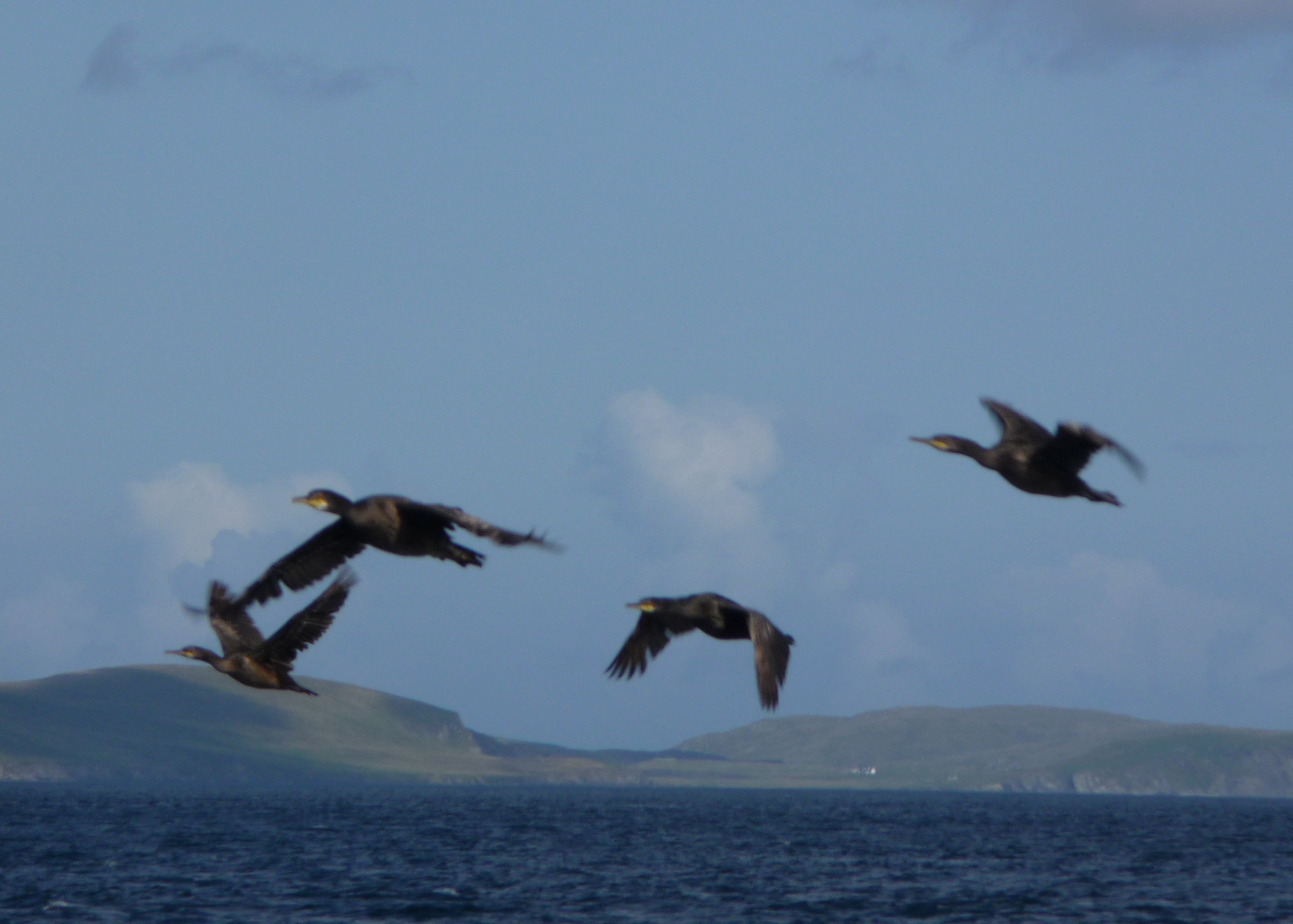 Cormorants